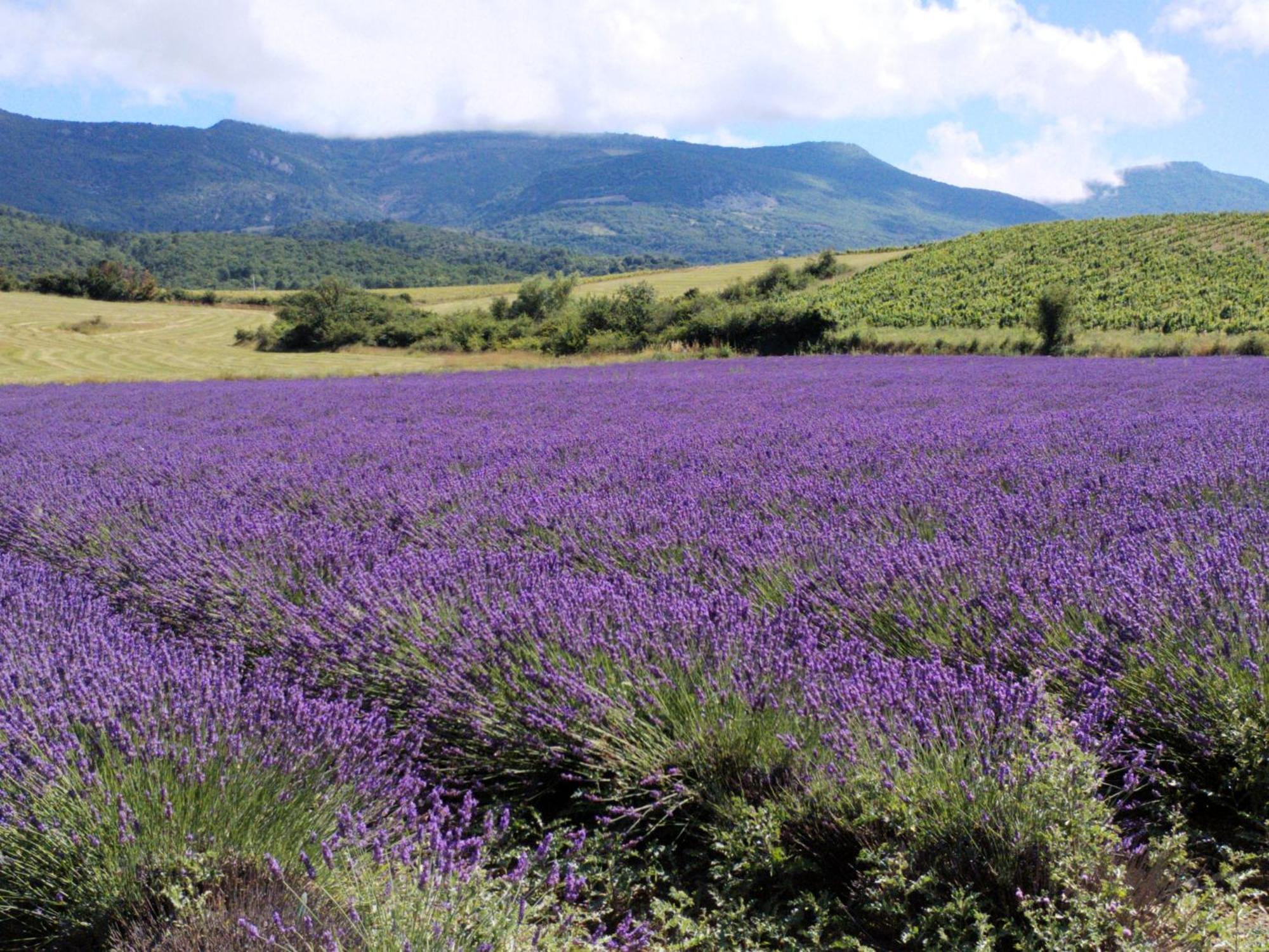 Вілла Le Cigalou - Drome Provencale Sainte-Jalle Екстер'єр фото
